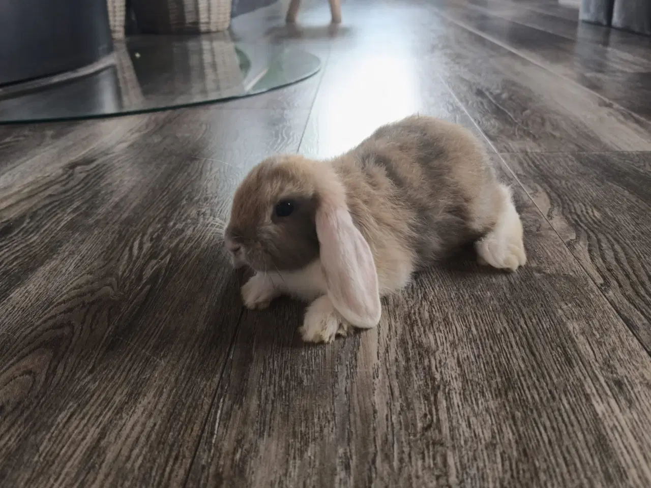 Billede 4 - Sød og kærlig mini lop kaninunge 🐰