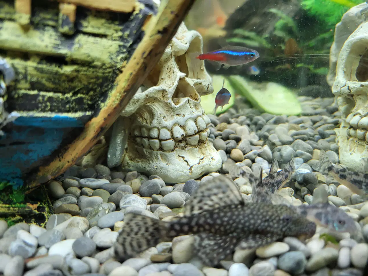 Billede 2 - Sugemaller 