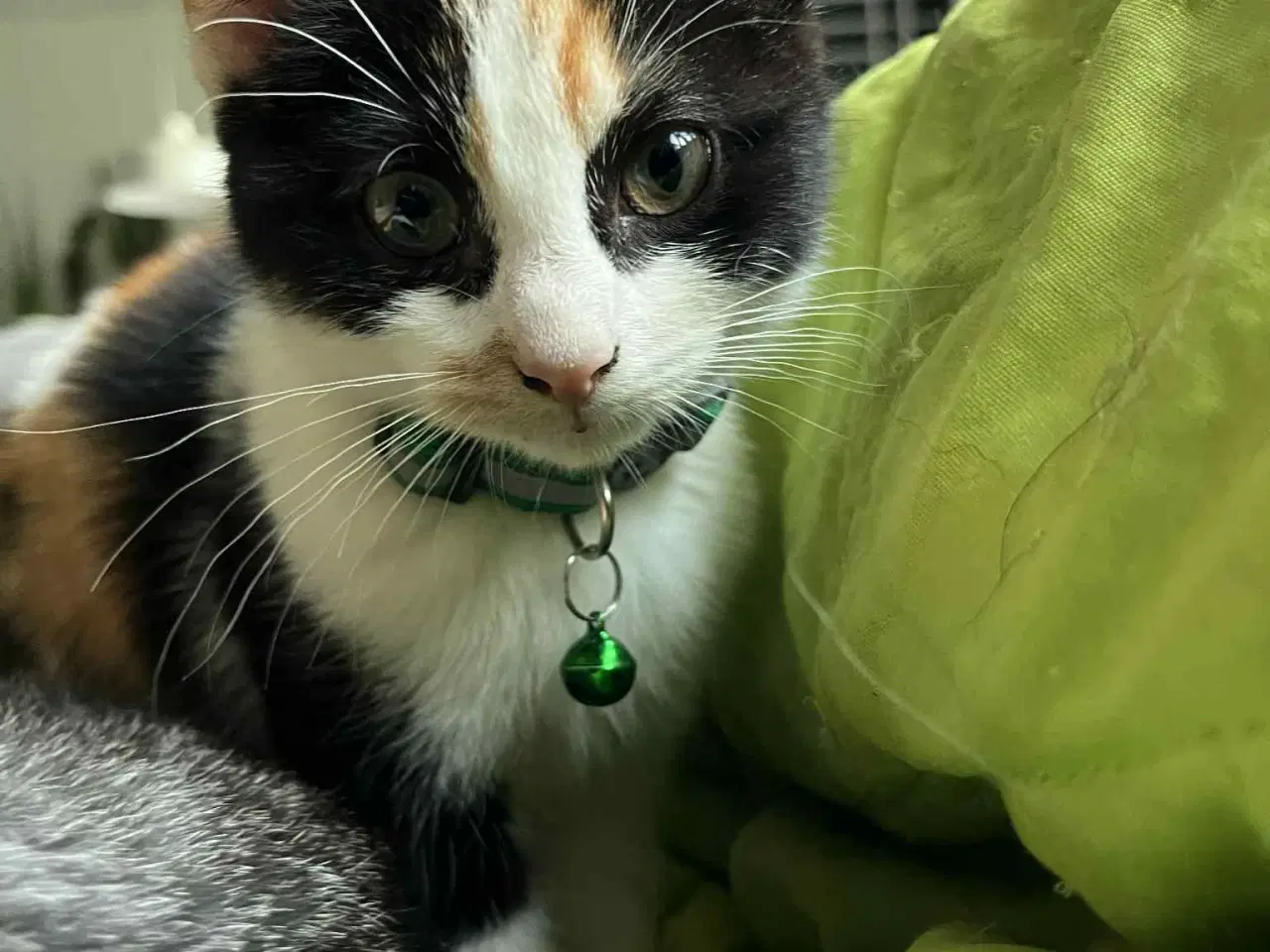 Billede 4 - Hun-killing Maine Coon-blanding