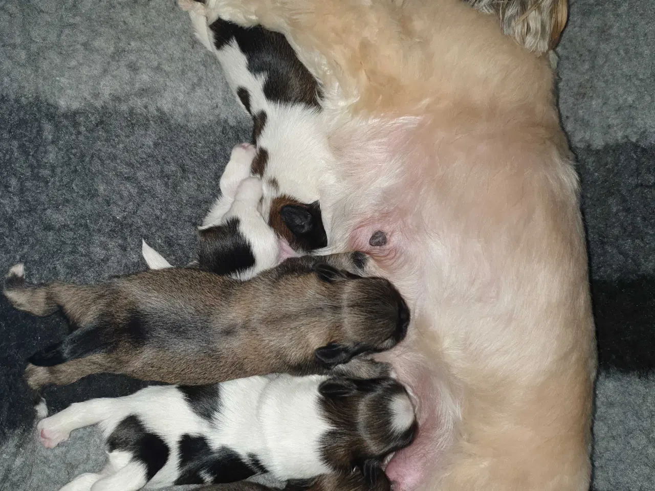 Billede 6 - Super lækre Lhasa Apso hvalpe 🐾💕