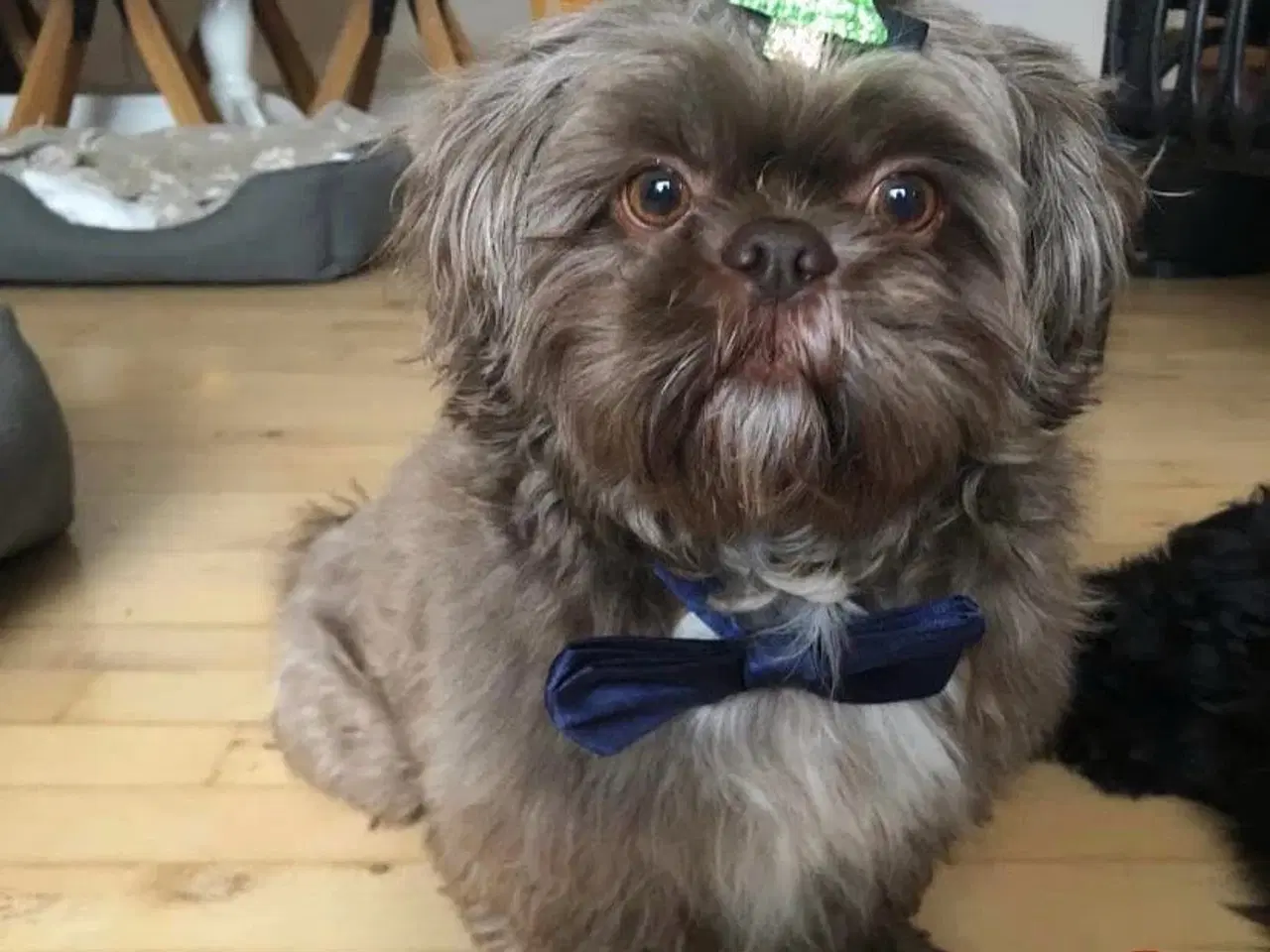 Billede 11 - Shih Tzu hvalpe sælges