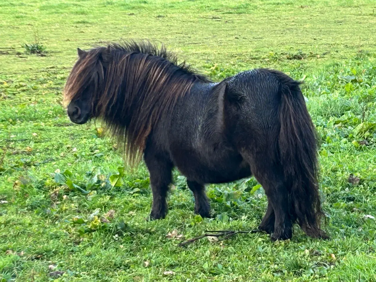 Billede 11 - minishetlænder