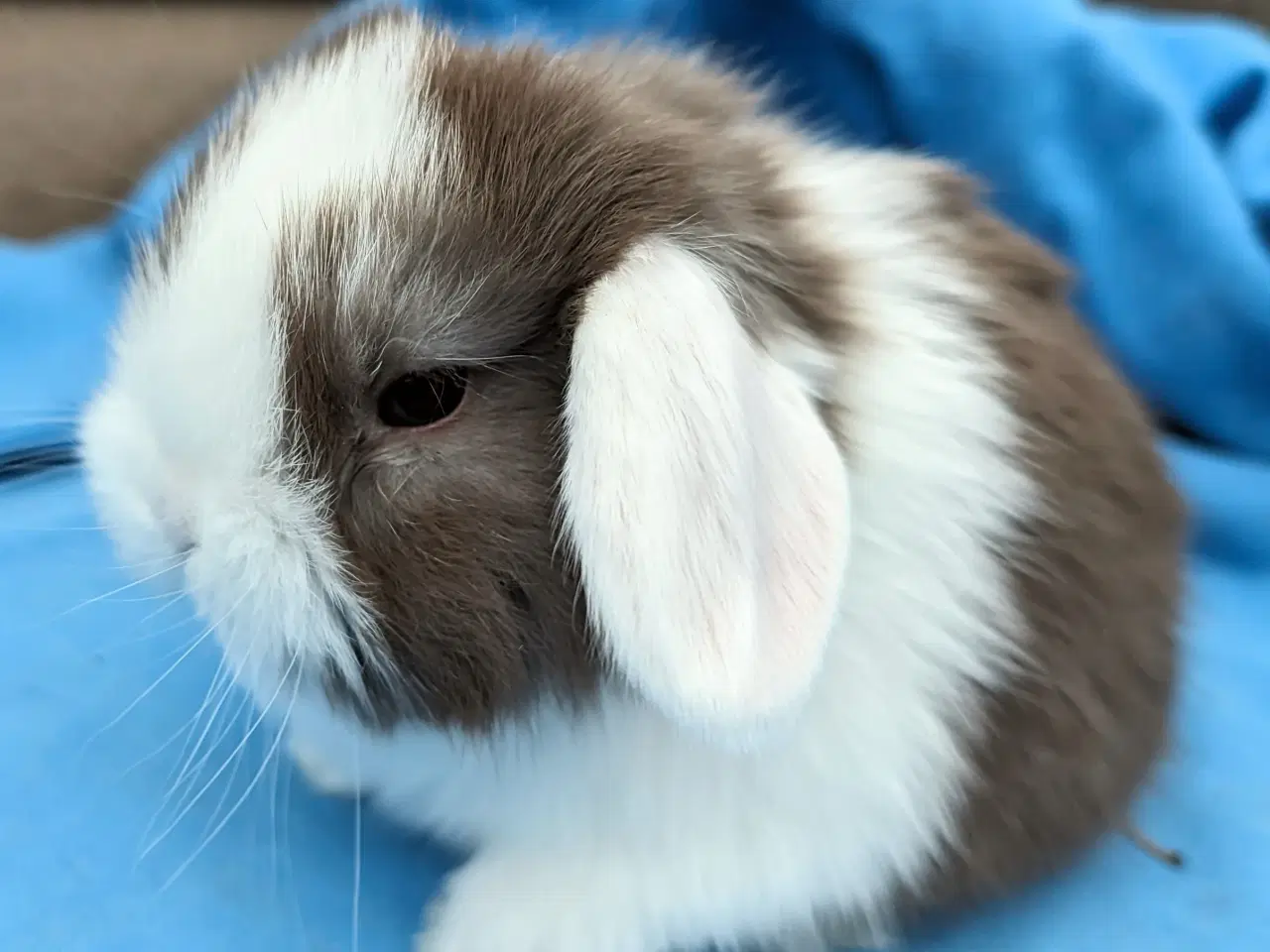 Billede 3 - Minilop kaninunge sælges 