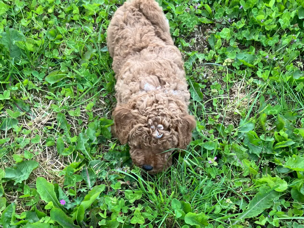 Billede 2 - Mellem labradoodle hvalpe Multigen