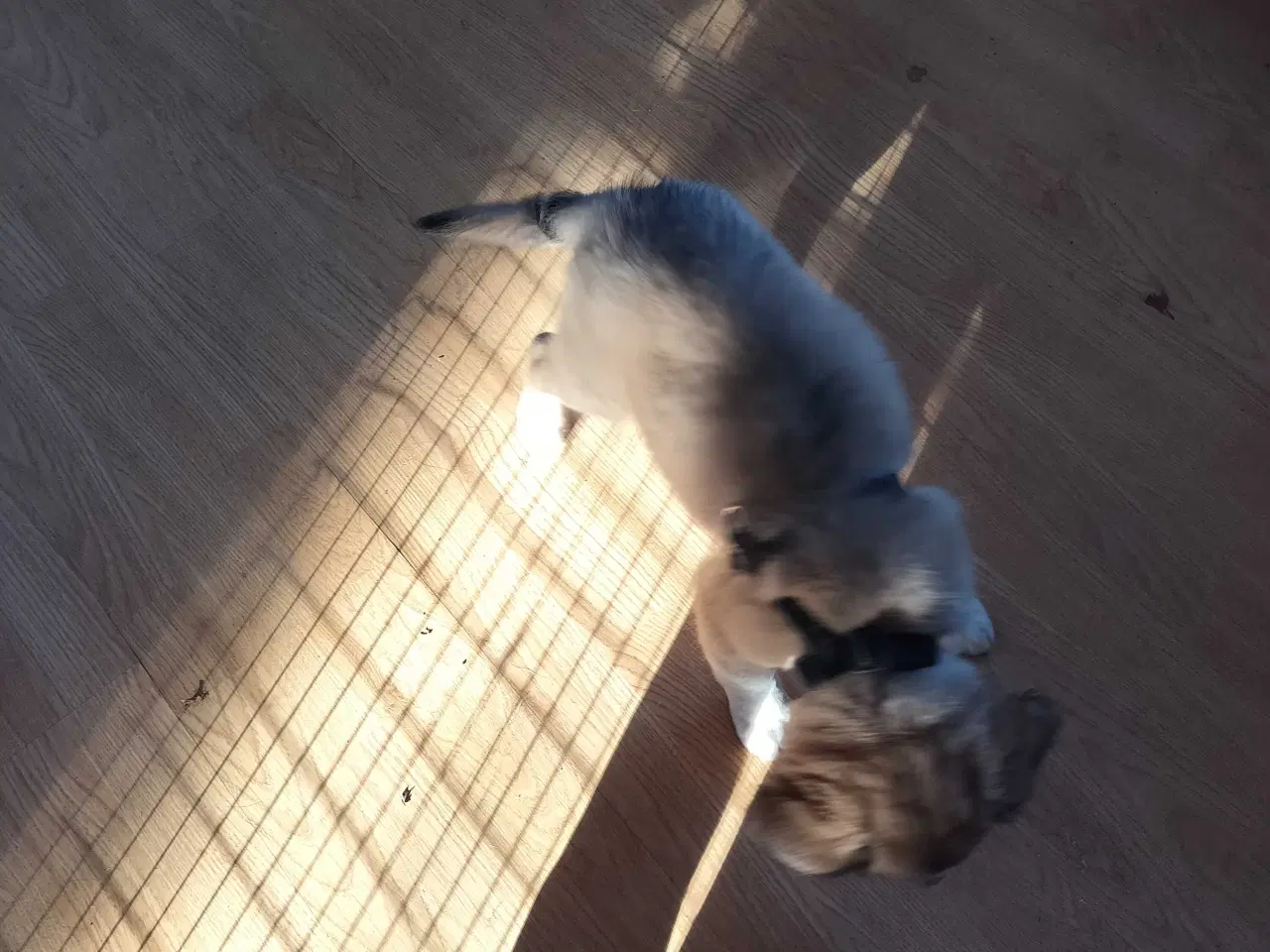 Billede 5 - Sød hundehvalp Freja 