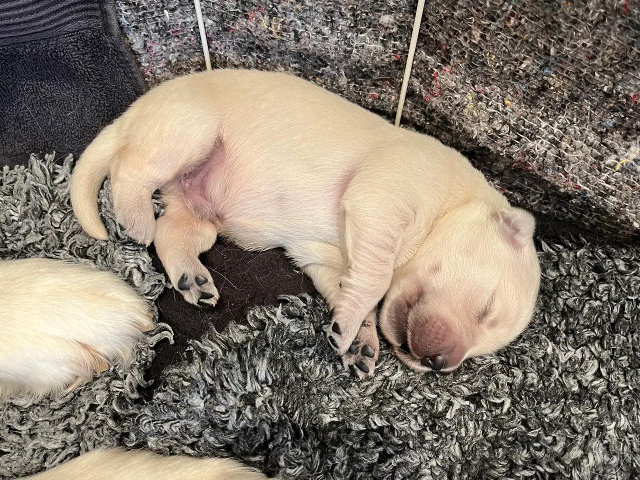 Billede 7 - Golden Retriever hvalpe