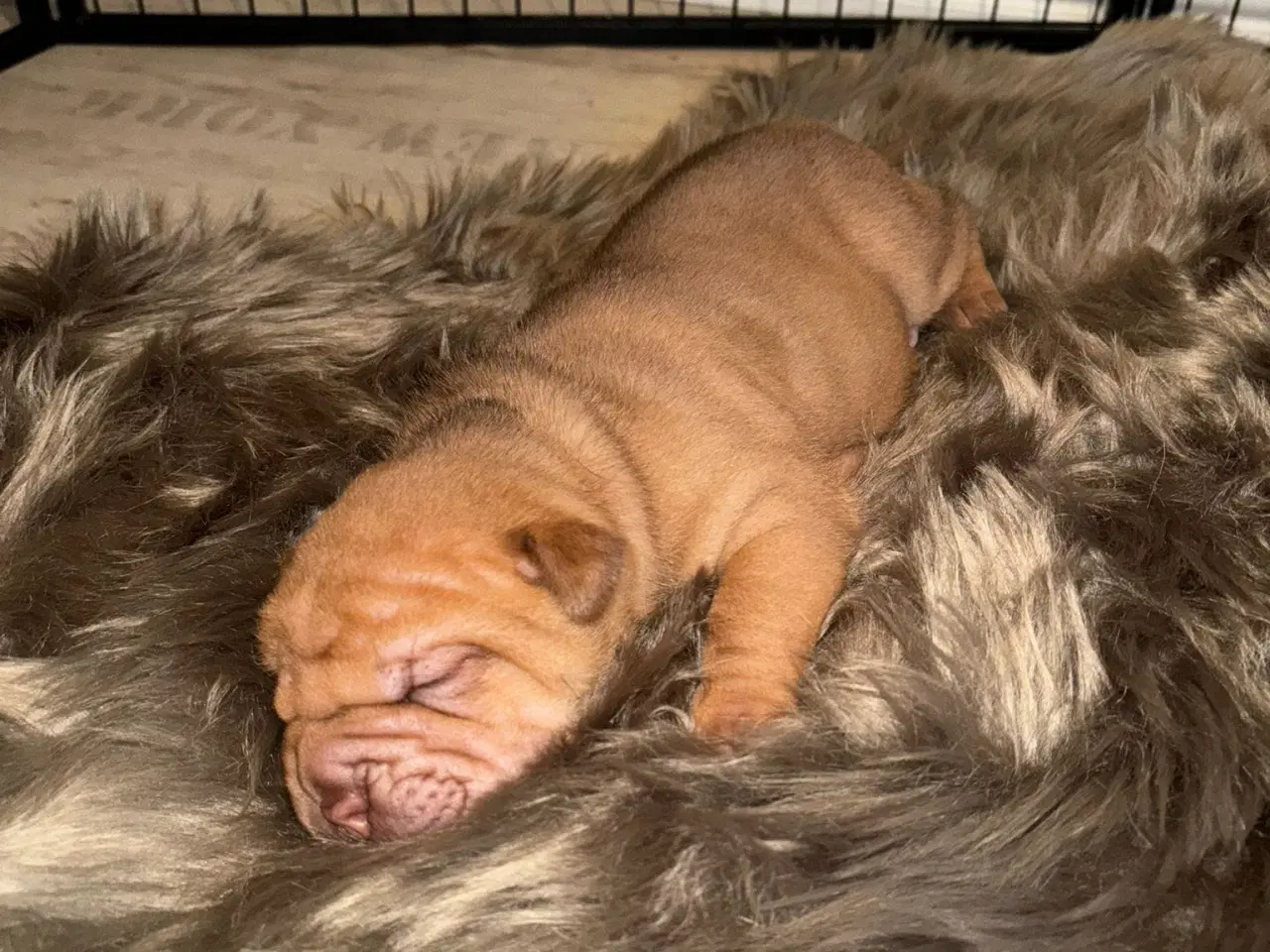Billede 11 - Smukke Old English Bulldog Mix Hvalpe til salg! 🐾