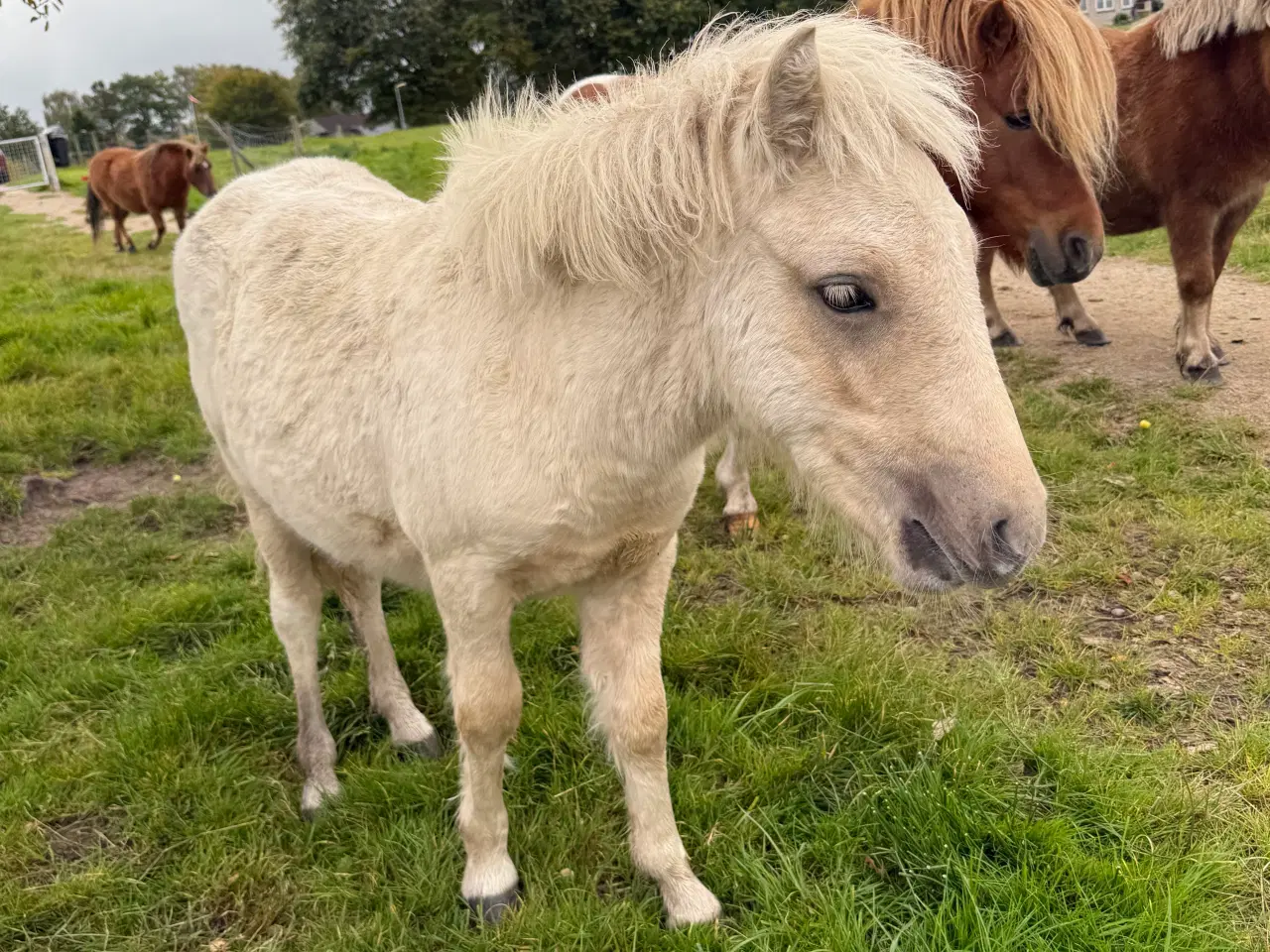 Billede 2 - Palomino shetlænder 