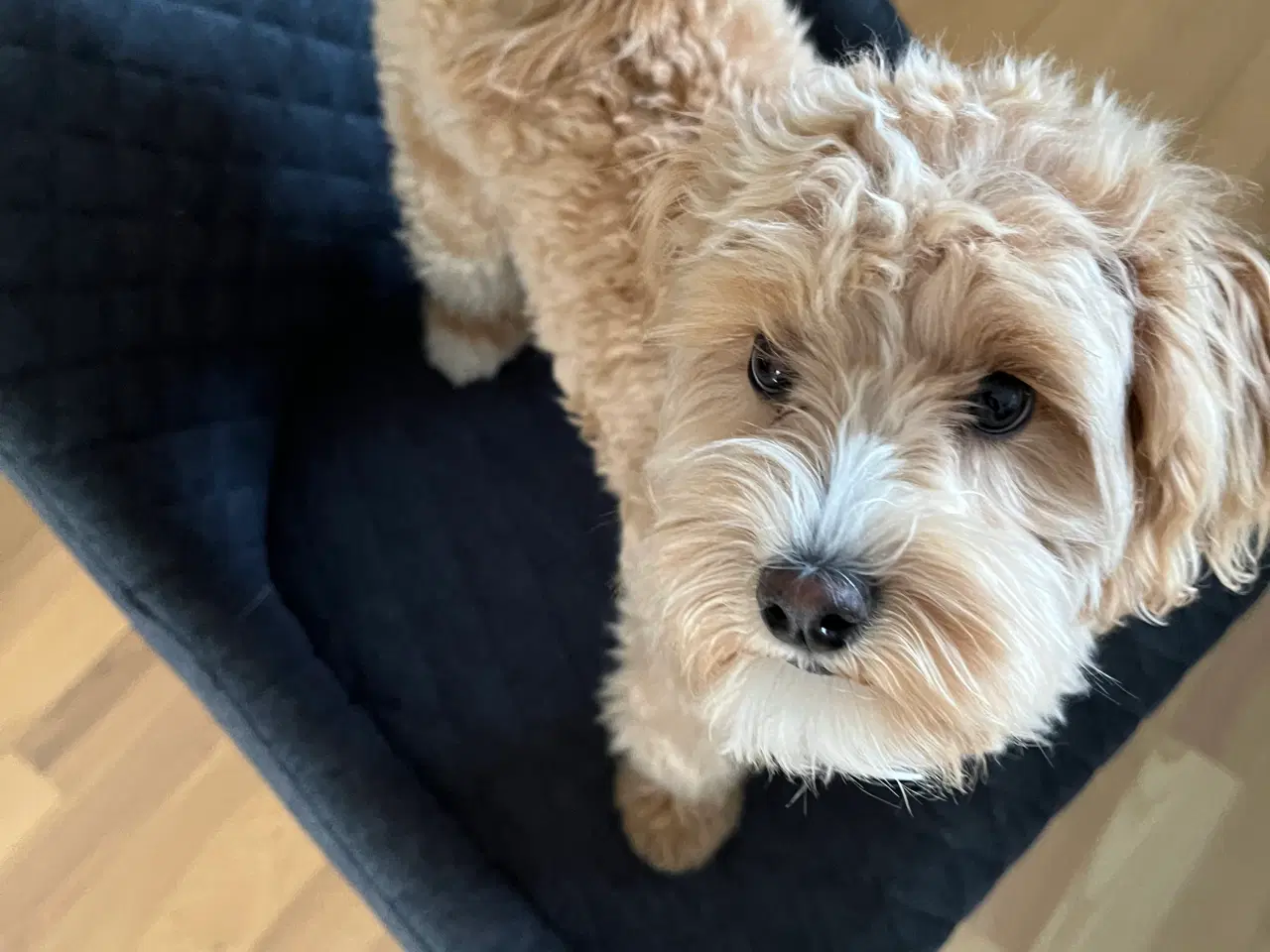 Billede 1 - Maltipoo tæve 6 mdr.