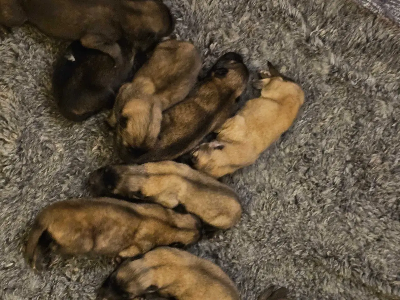 Billede 3 - Husky/Eurasier hvalpe sælges 