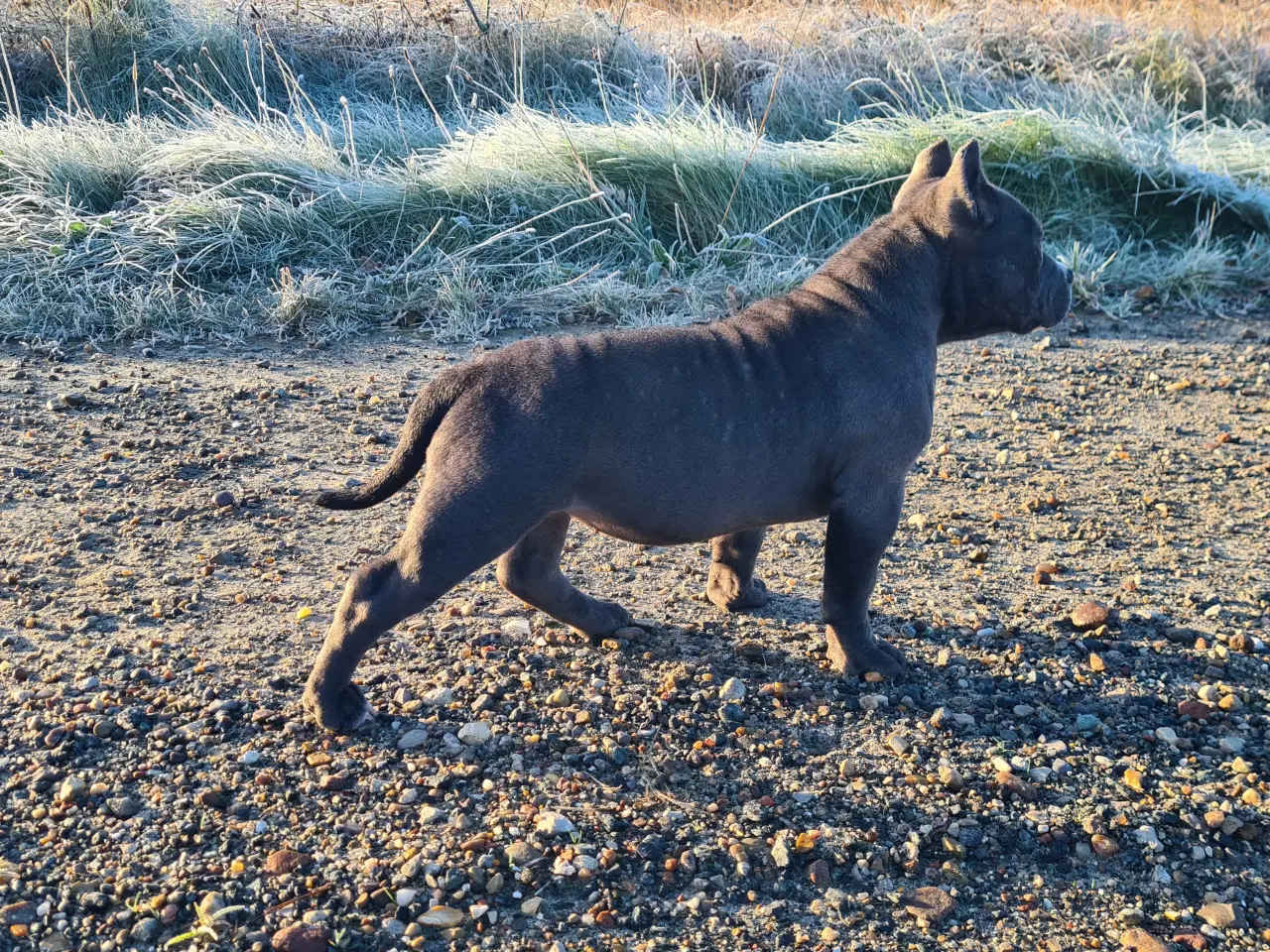 Billede 3 - American Bully Pige abkc 