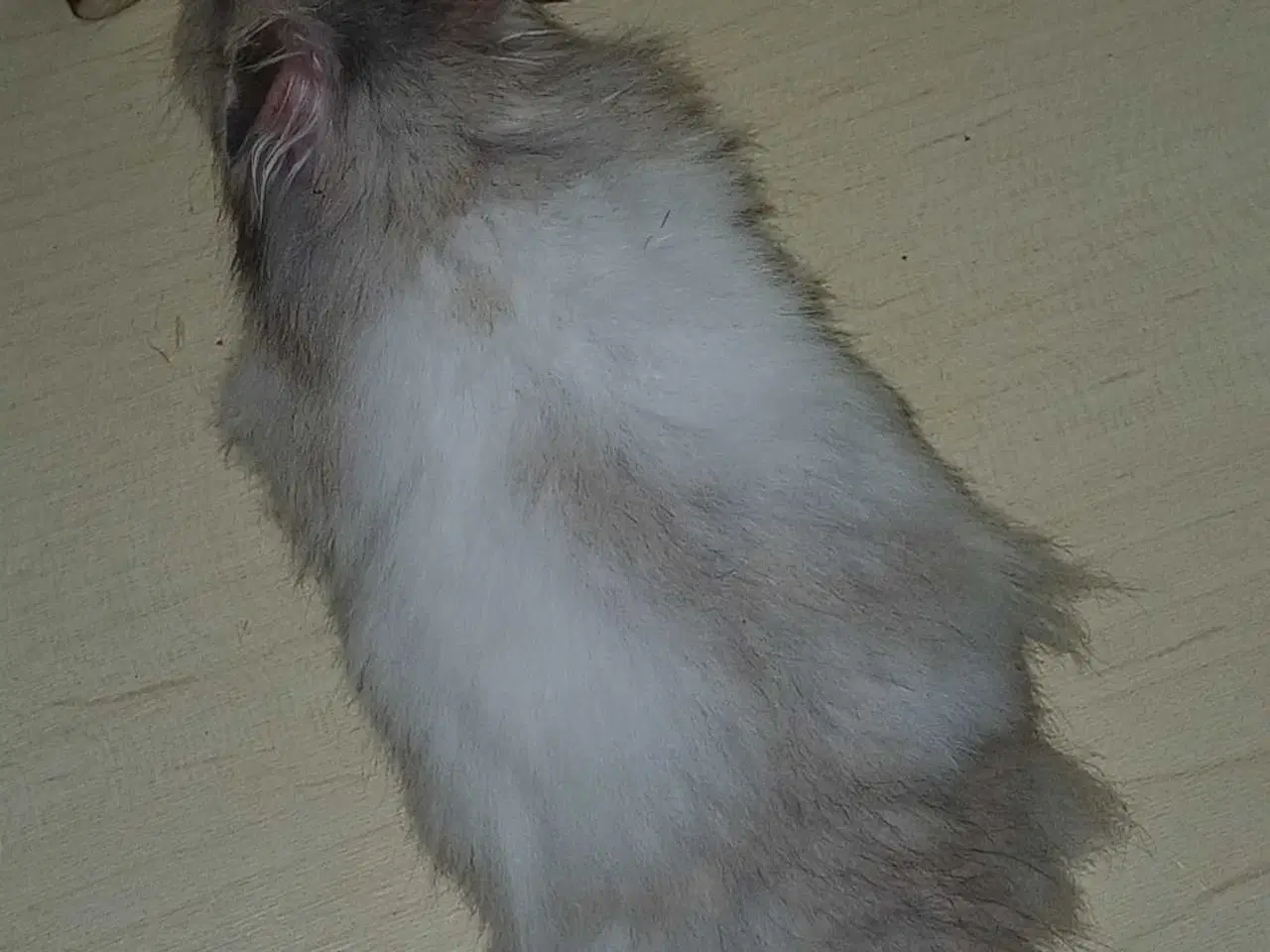 Billede 15 - Guldhamster unger