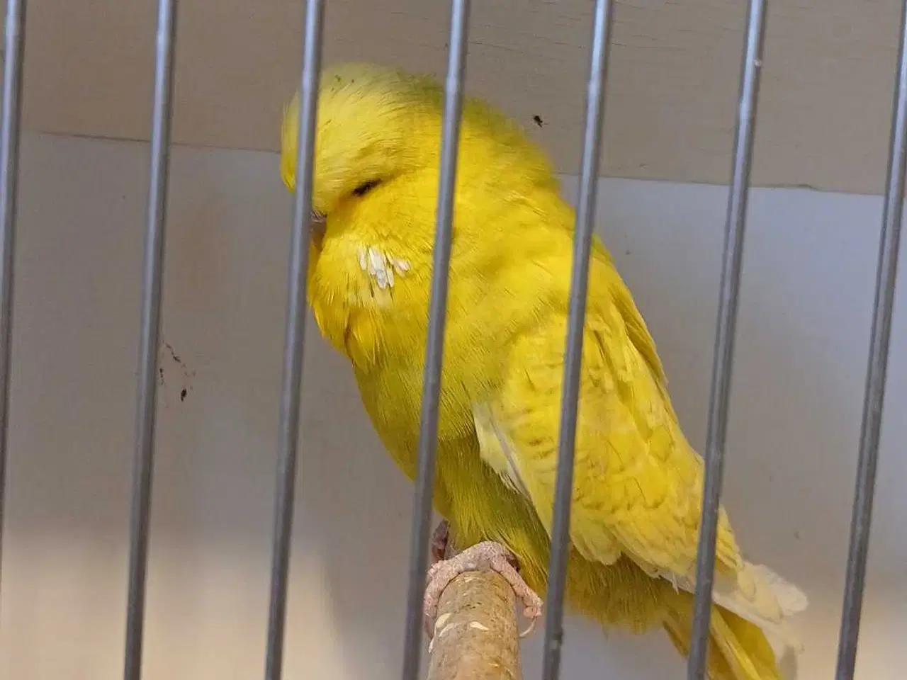 Billede 6 - Engelsk undulat han 