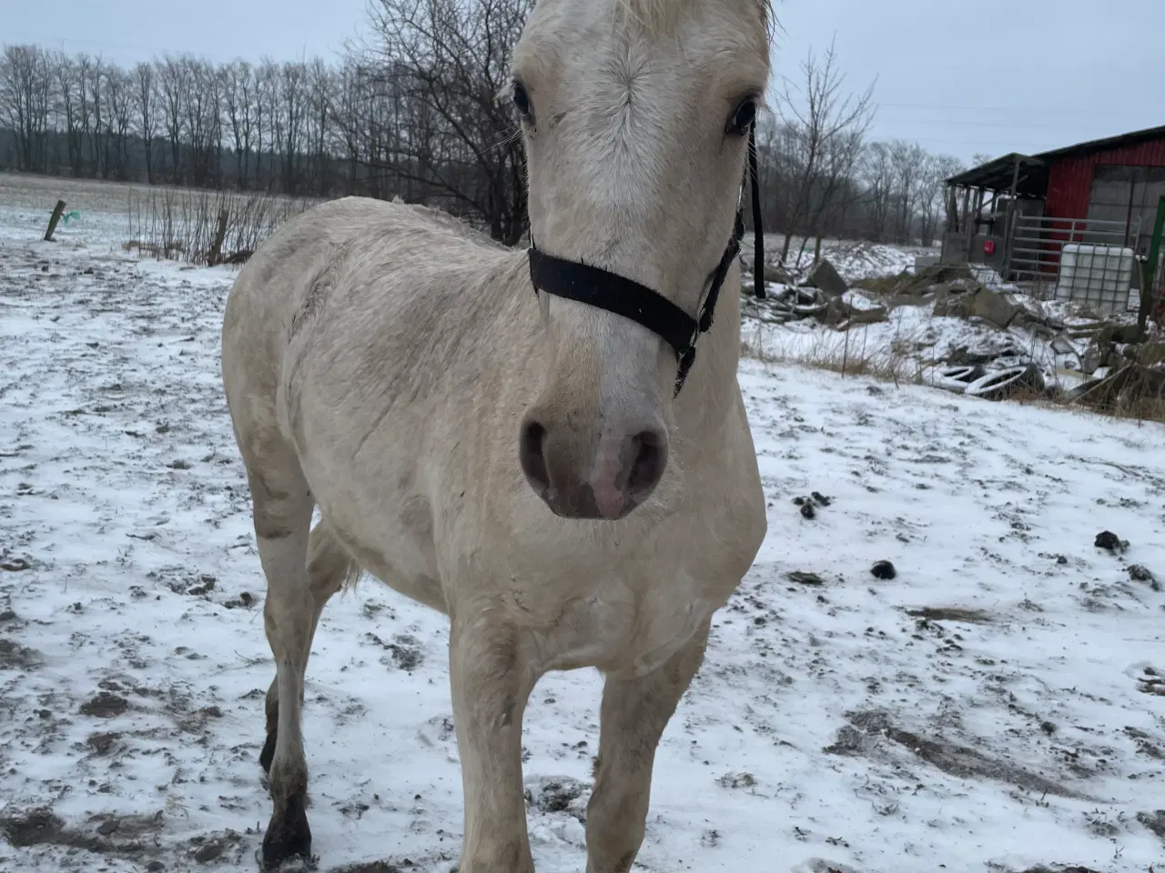 Billede 1 - Palomino hingsteplag