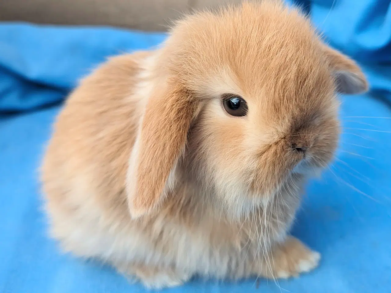 Billede 4 - Minilop kaninunge sælges