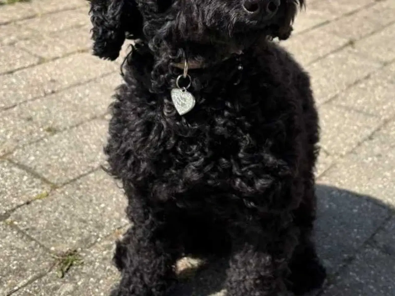 Billede 6 - Cavapoo f1b 