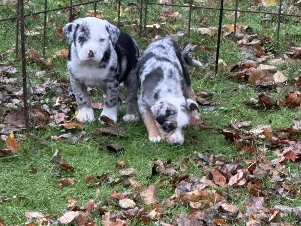 Billede 1 - Bull-Aussie Hvalpe