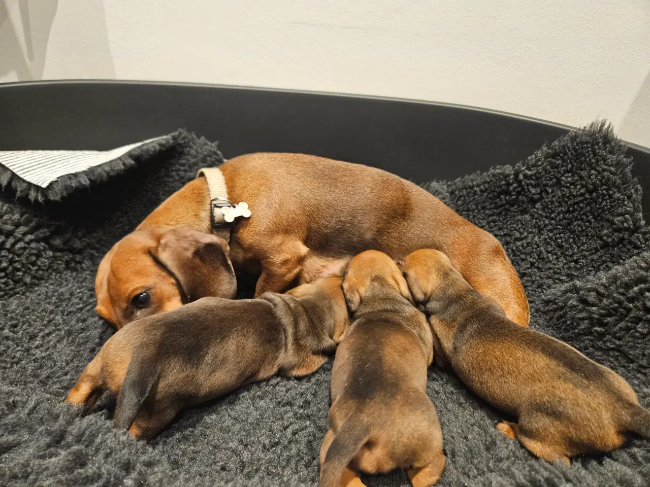 Billede 7 - Gravhundehvalpe 