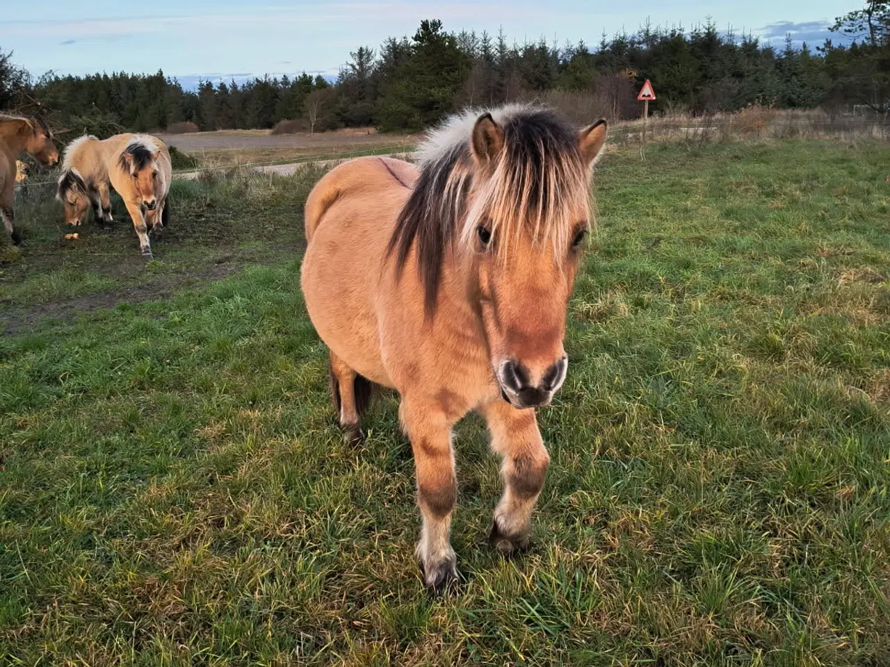 Billede 2 - 2 stk. 3,5 års fjordskrydsningsvalakker