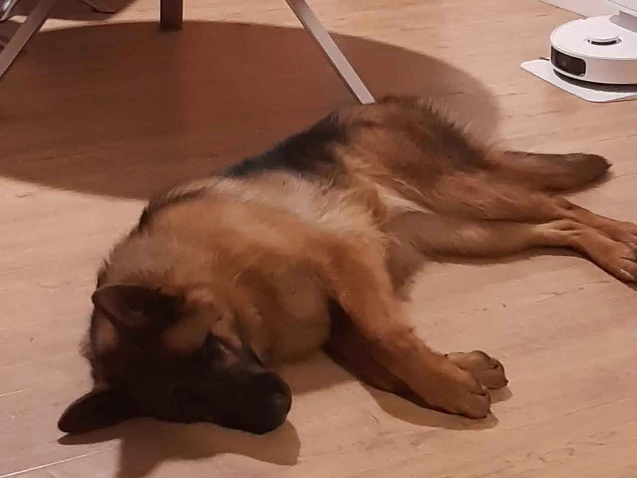 Billede 3 - Schæfertæve 10 mrd. gl.