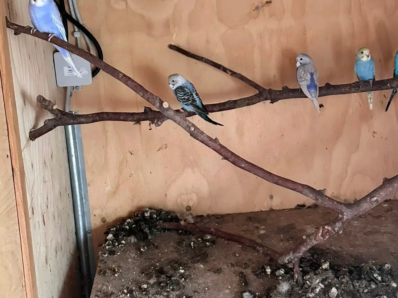 Billede 5 - Undulater fra i år