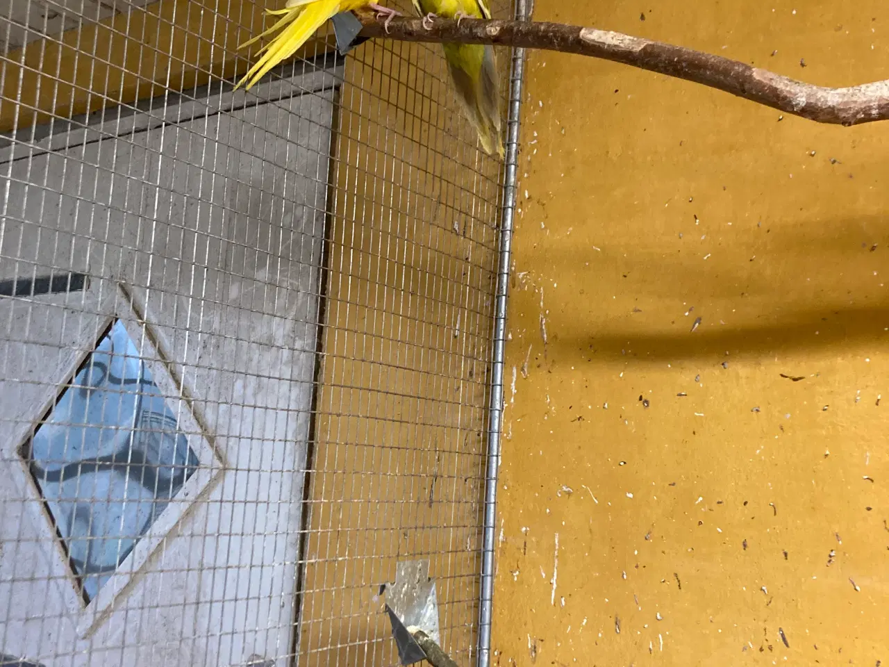 Billede 2 - Gedeparekitter 