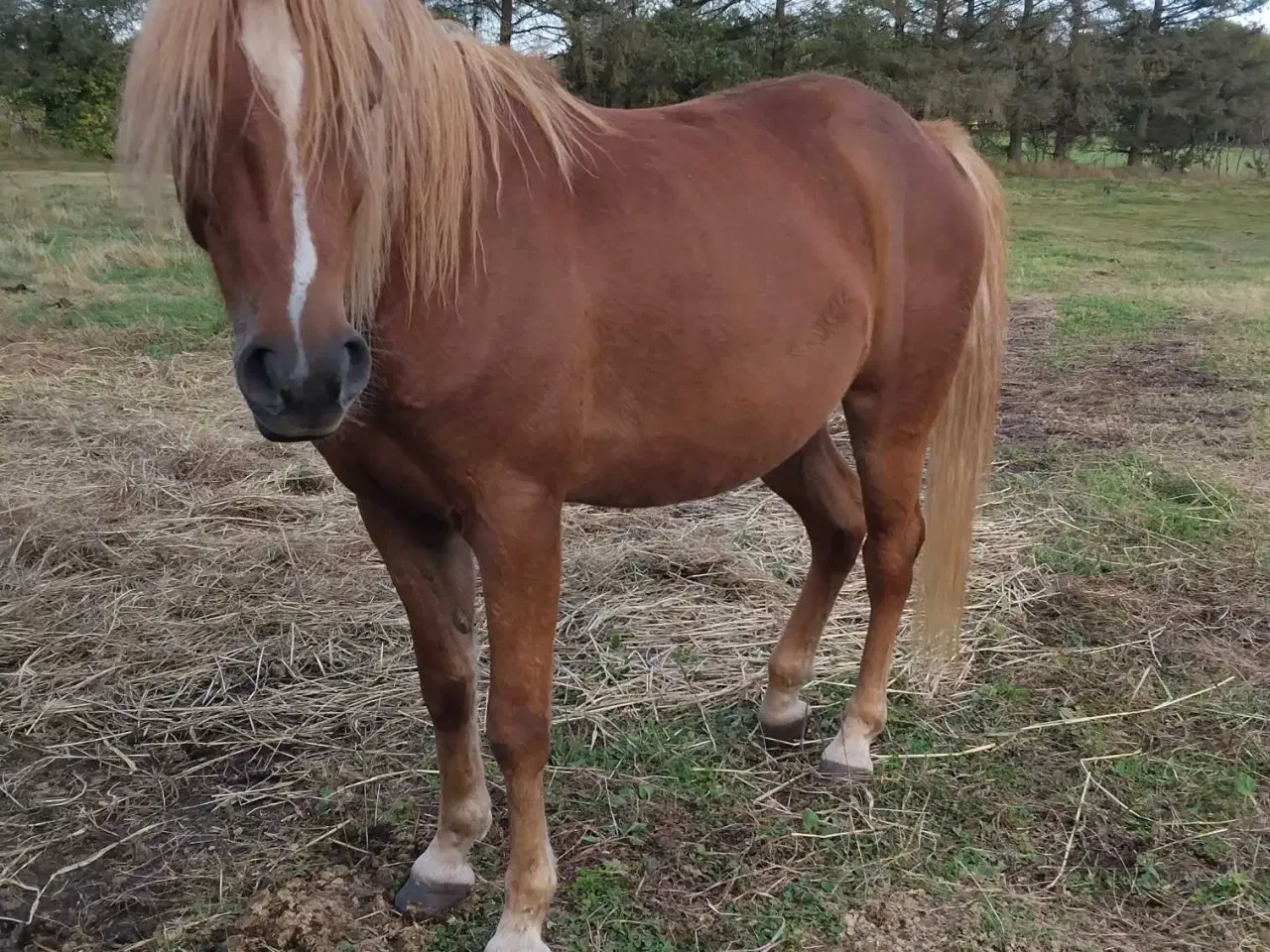 Billede 4 - Flot pony vallak