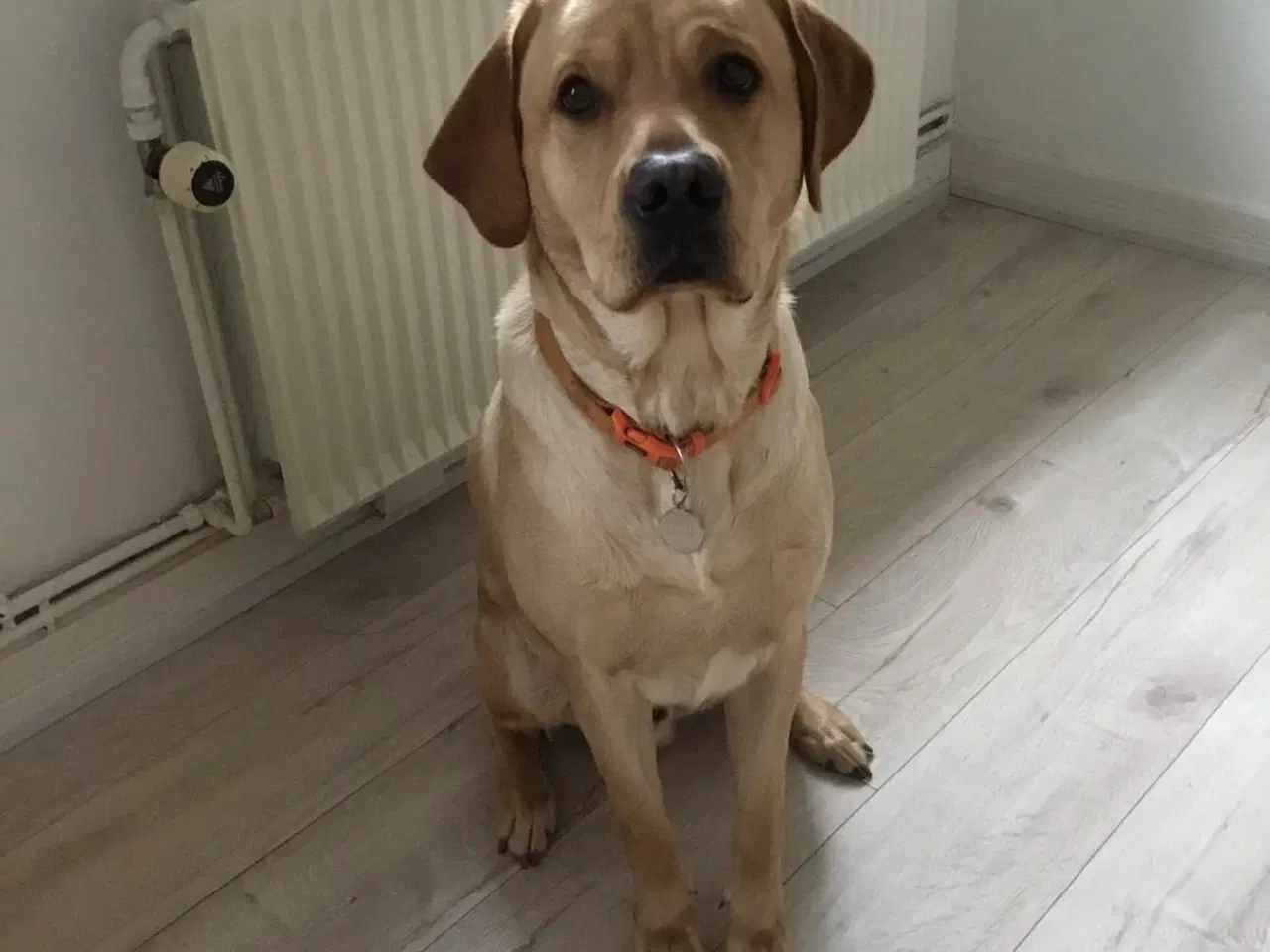 Billede 1 -  Fin labrador retriver hanhund