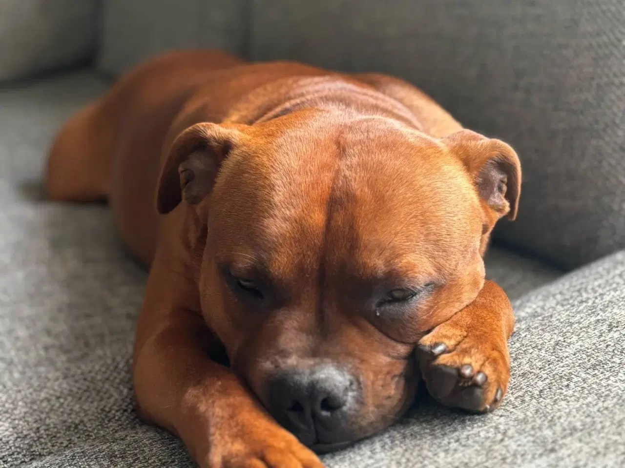 Billede 14 - Staffordshire Bull Terrier han