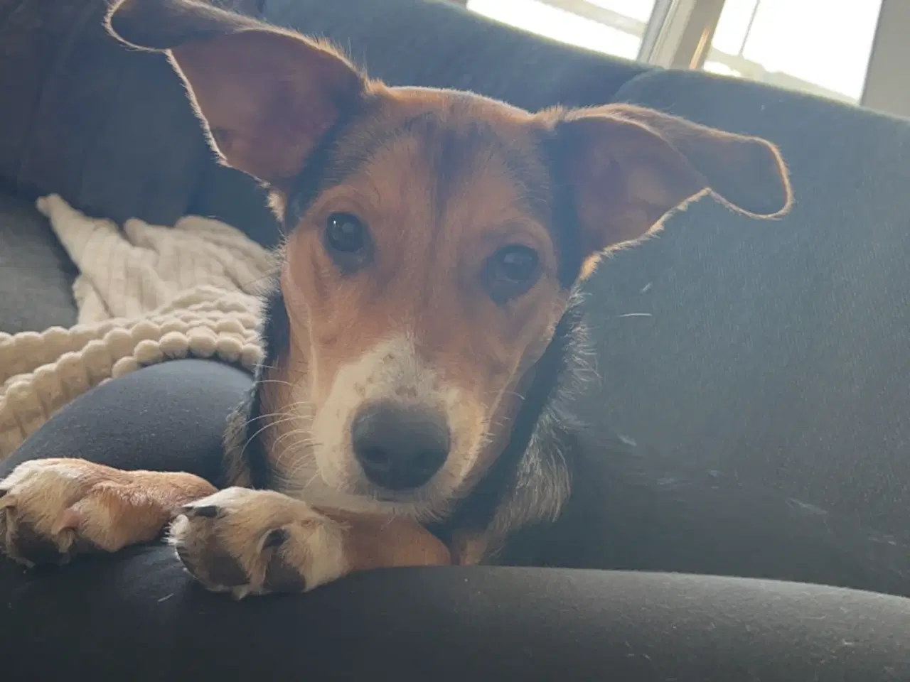 Billede 4 - Søger kærligt blivende hjem