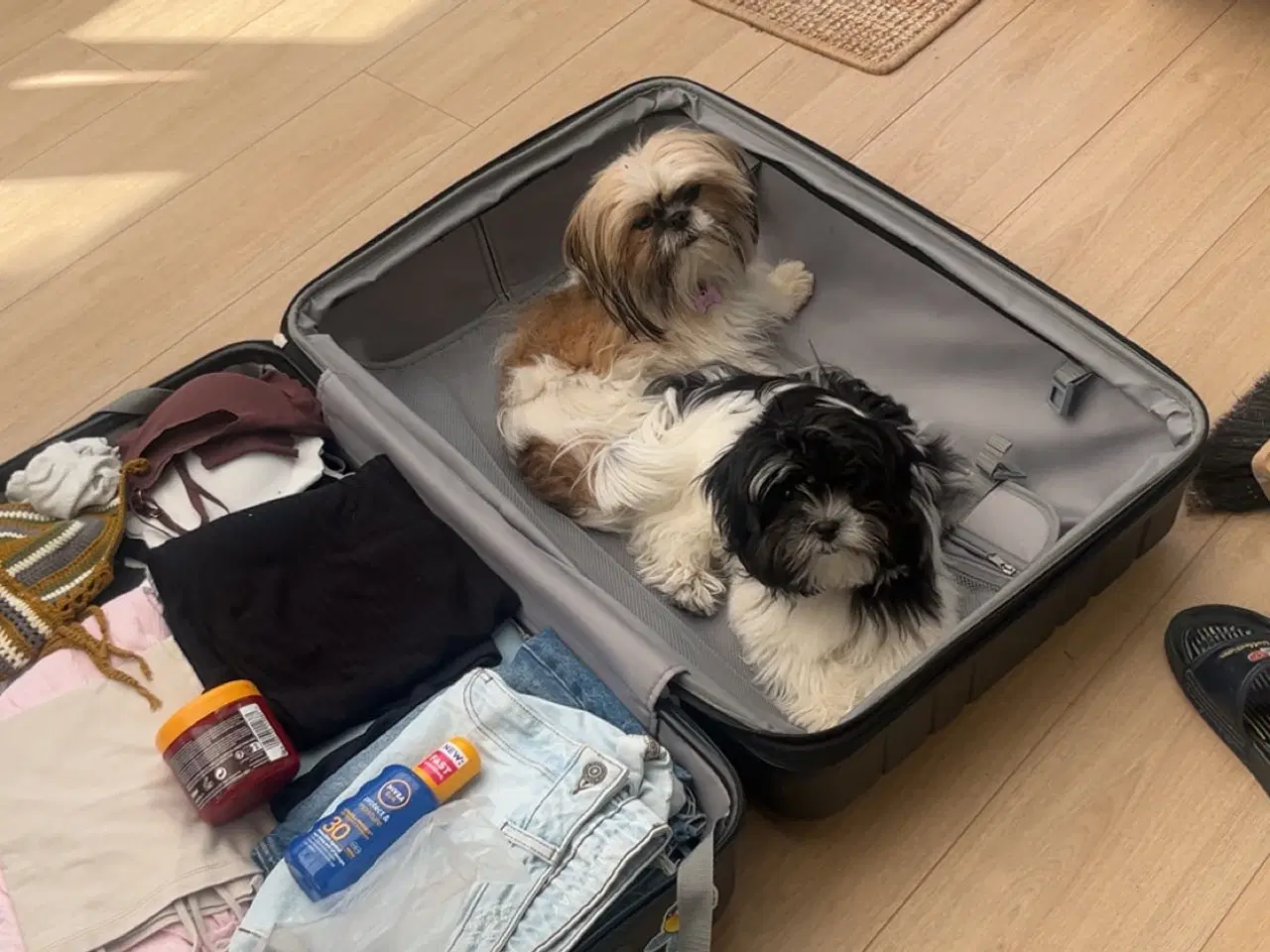 Billede 4 - Boomer hvalp på 7 mdr 