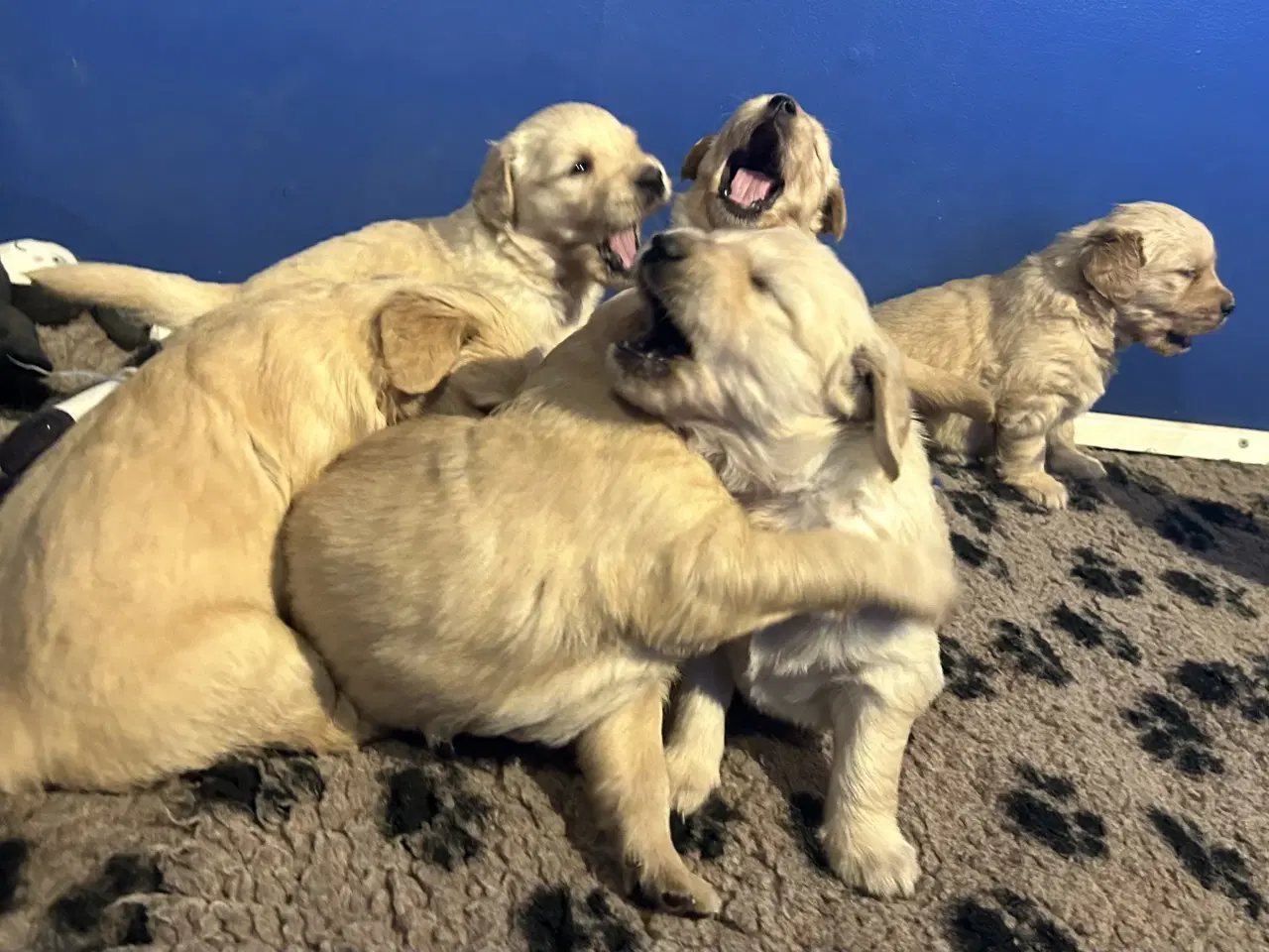 Billede 17 - Skønne Golden Retriever 