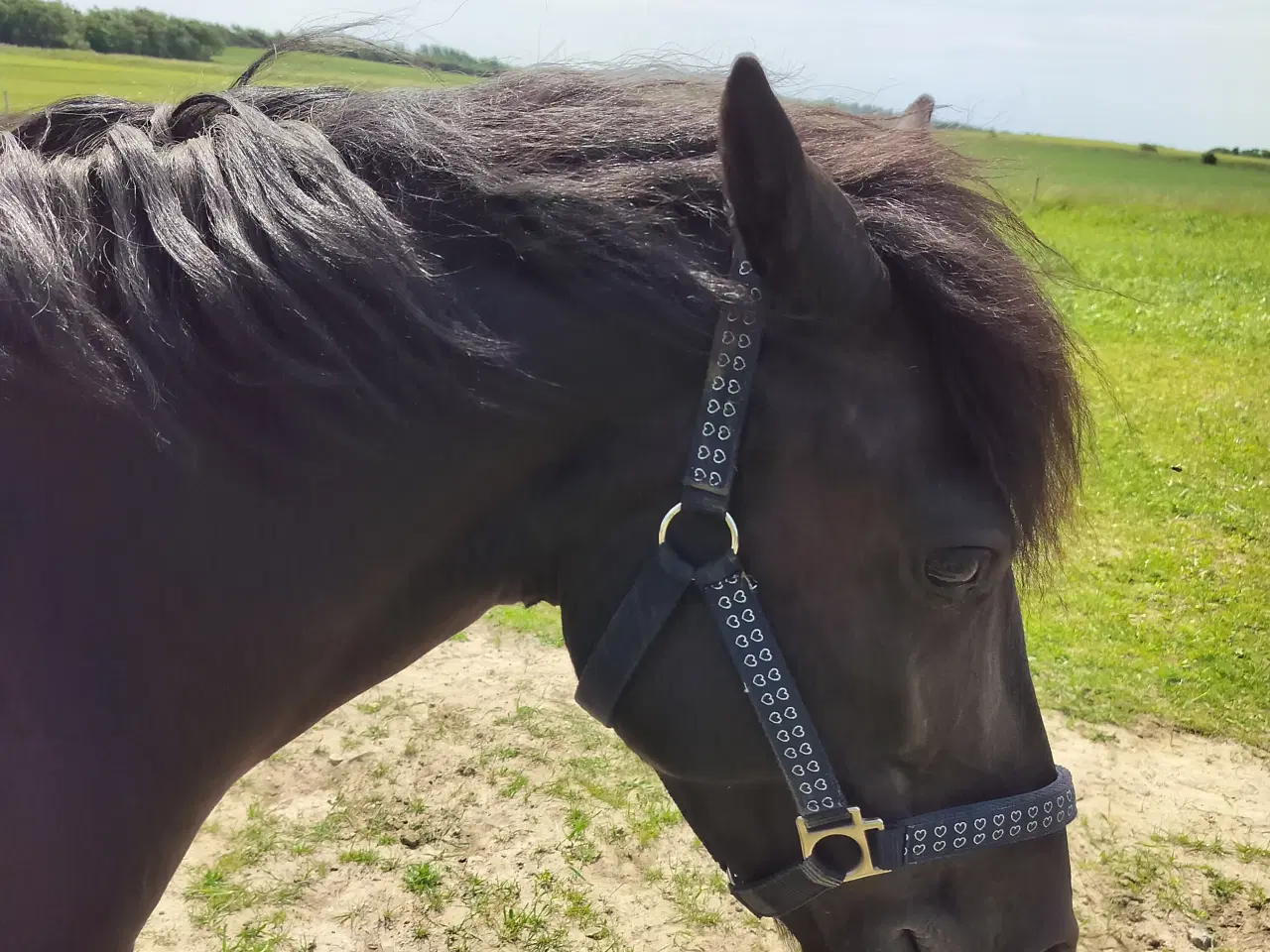 Billede 4 - Sød og ung lll pony