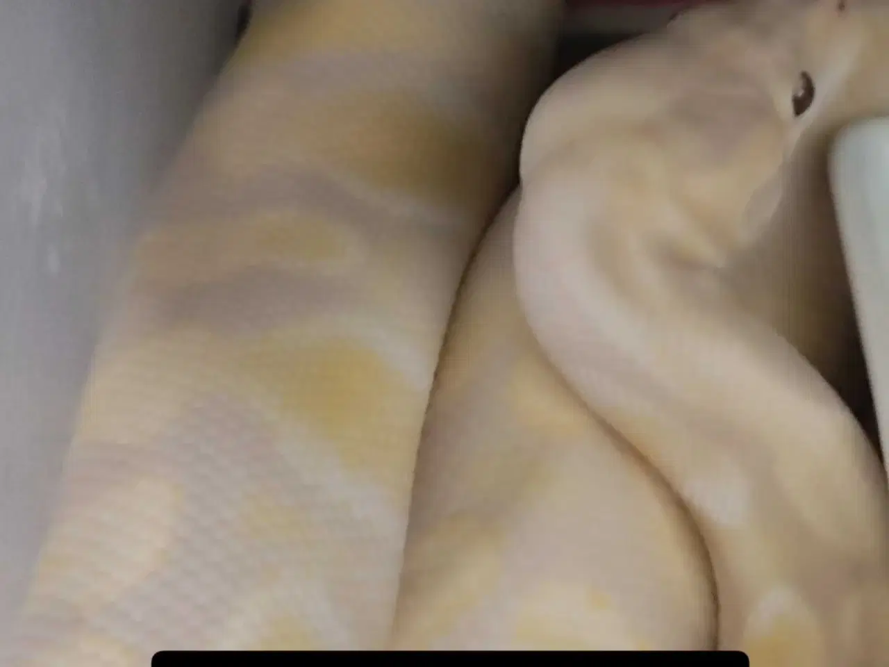 Billede 1 - Konge python combo's 
