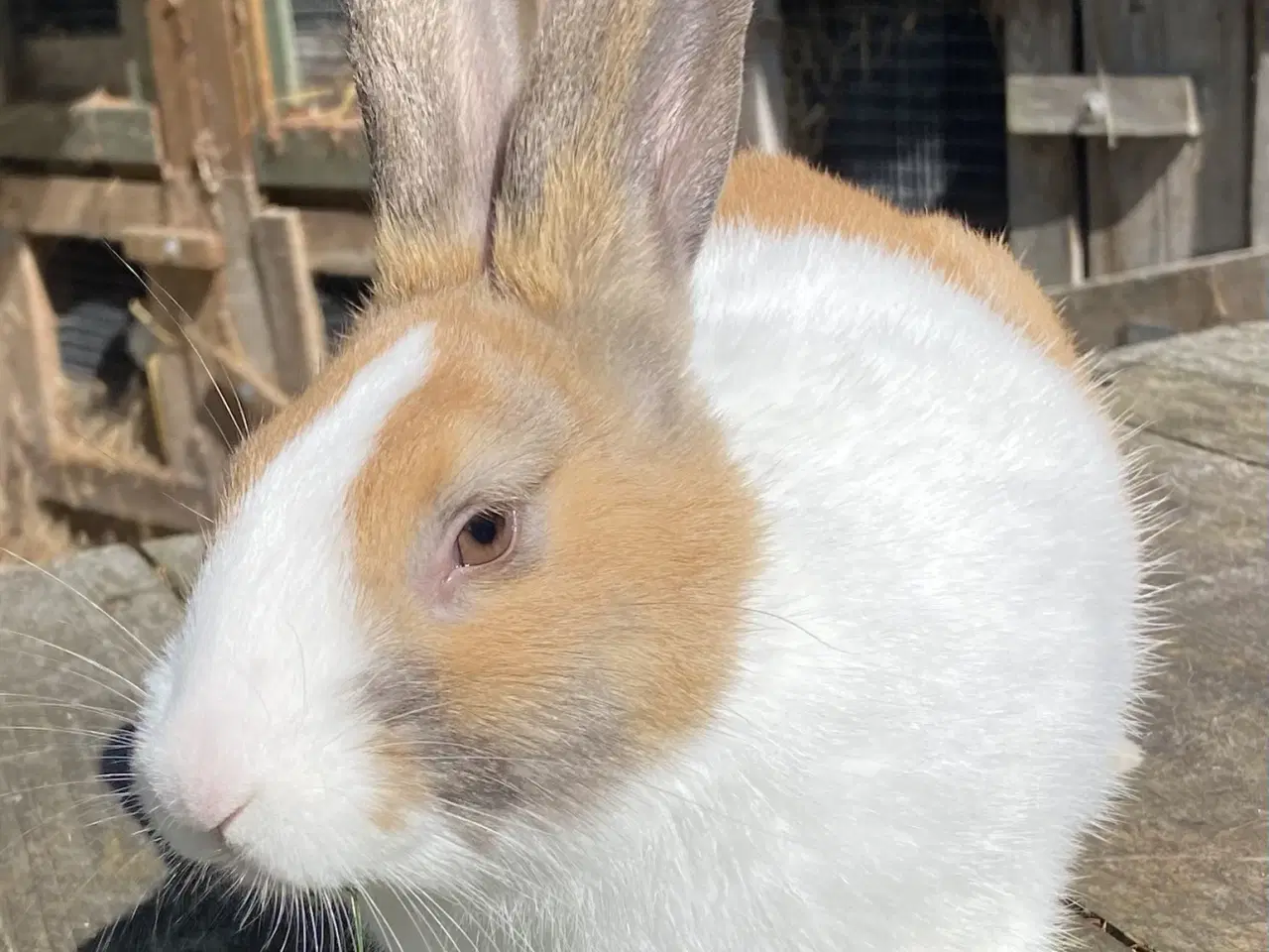 Billede 2 - HOLLÆNDER HAN MADAGASCAR