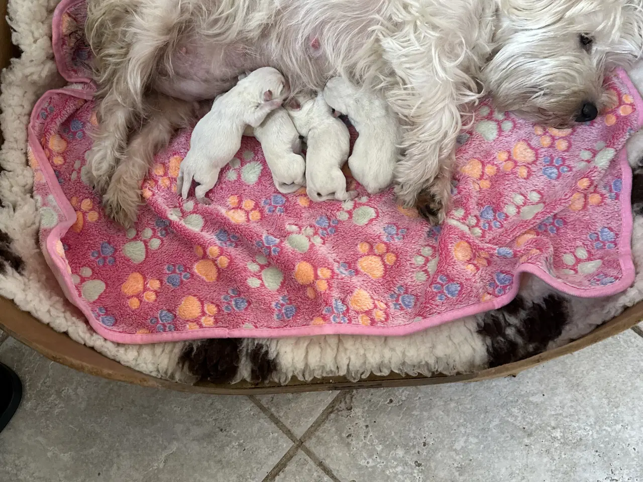 Billede 2 - Westie hvalpe