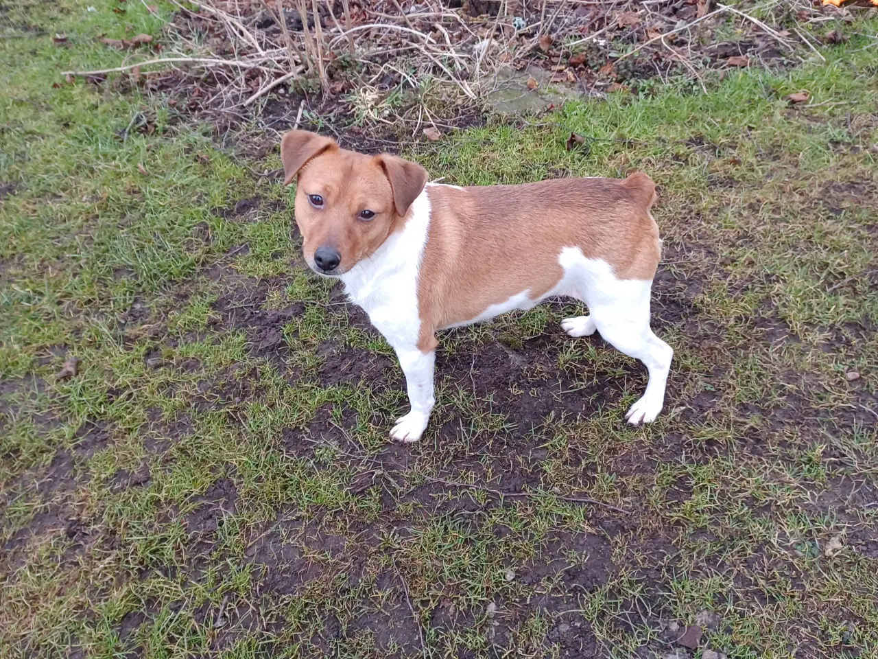 Billede 1 - Dansk-Svensk gårdhund. FRØMAND