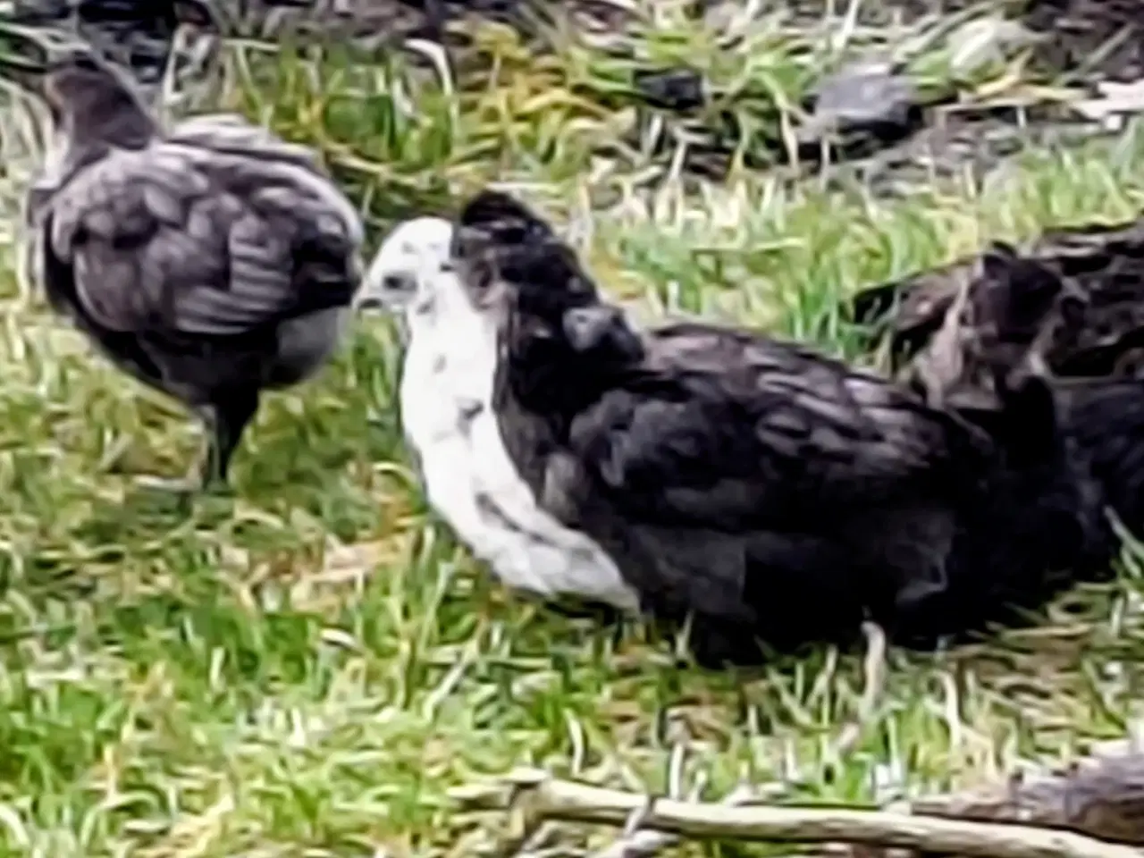 Billede 2 -  Fine kyllinger 