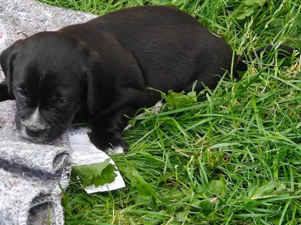 Billede 4 - gravhund blanding 9 uger
