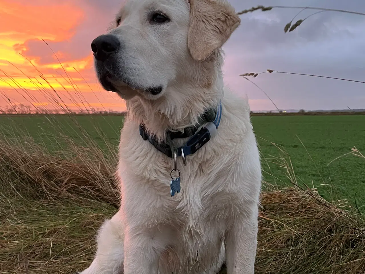 Billede 1 - Golden Retriever tilbydes til avl