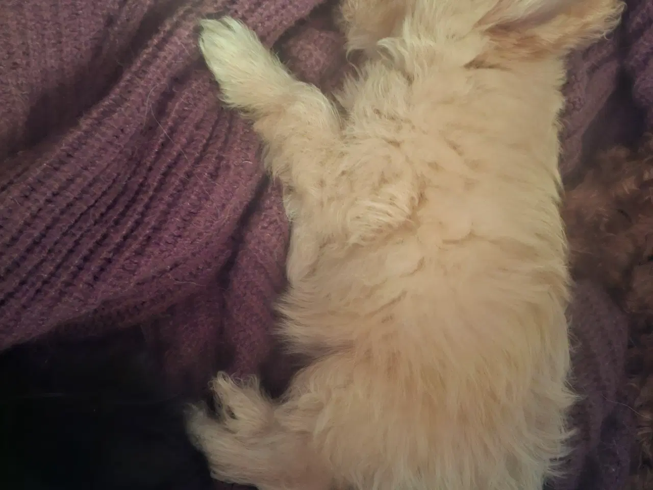 Billede 5 - Pompoo hvalpe 1 pige 2 drenge klar nu