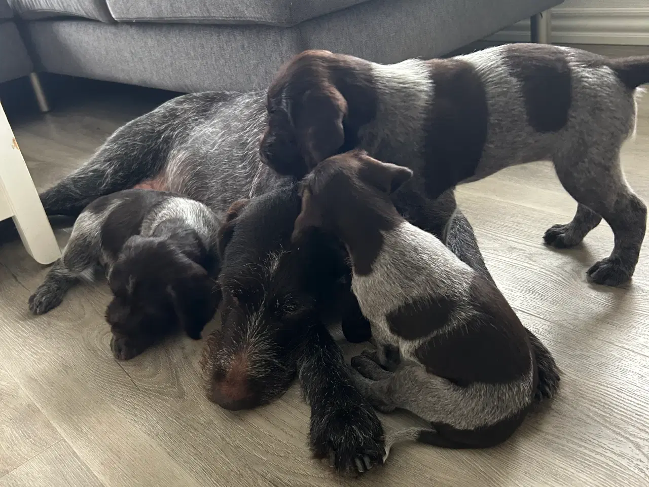 Billede 7 - Rughårede hønsehunds hvalpe