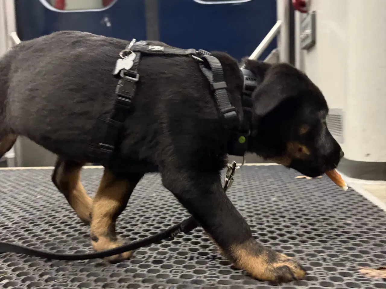 Billede 18 - Rottweiler / schæfer blanding