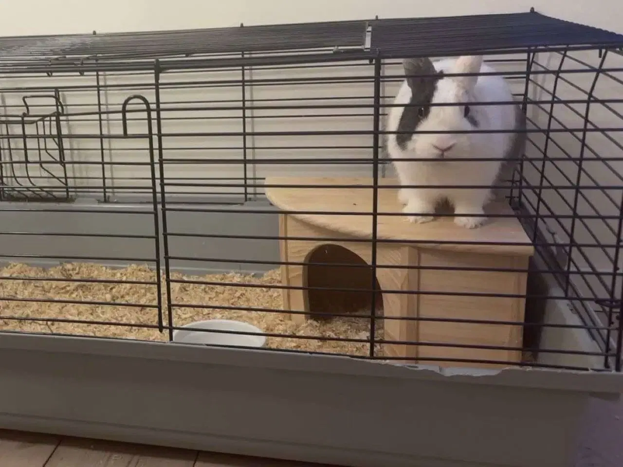 Billede 3 - Bertram, sød og tam kanin 🐰