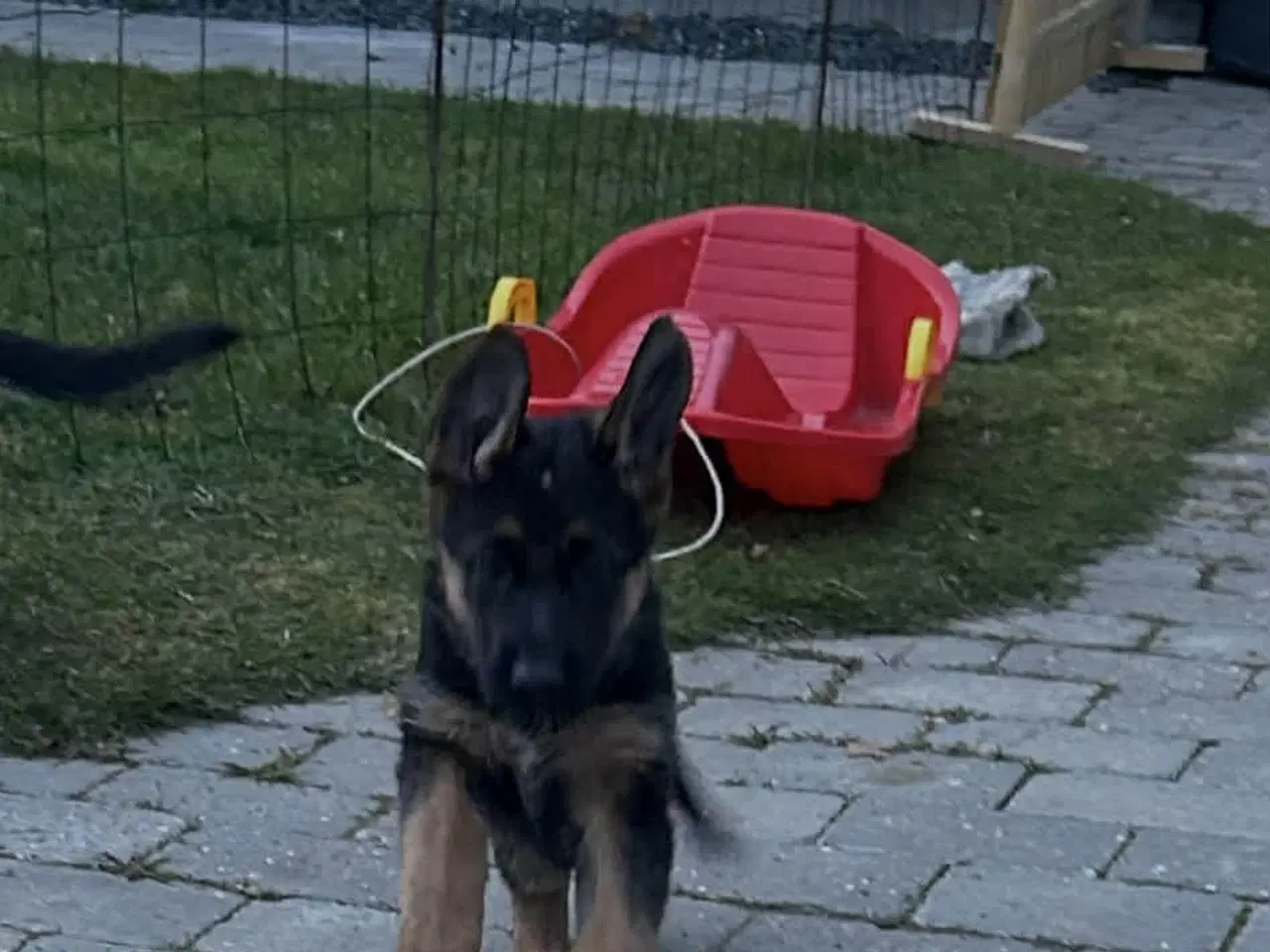 Billede 2 - Charmerende schæfertævehvalp