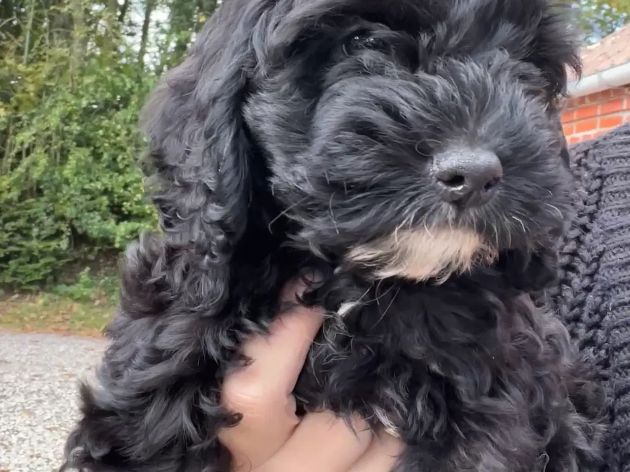 Billede 3 - Cavapoo hvalpe
