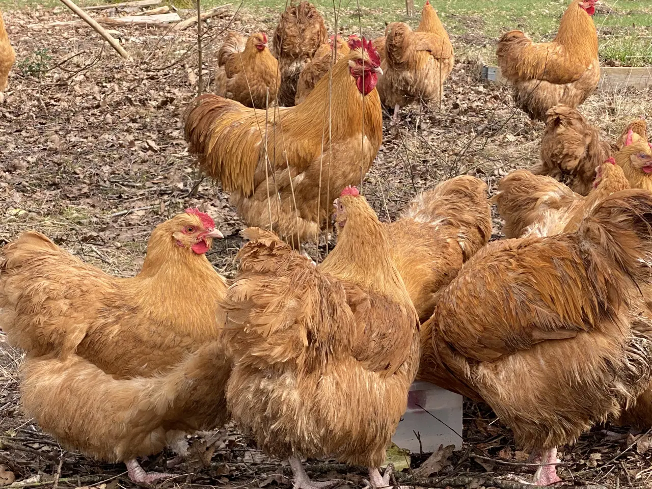 Billede 2 - Rugeæg og kyllinger fra Gul Orpington- stor race