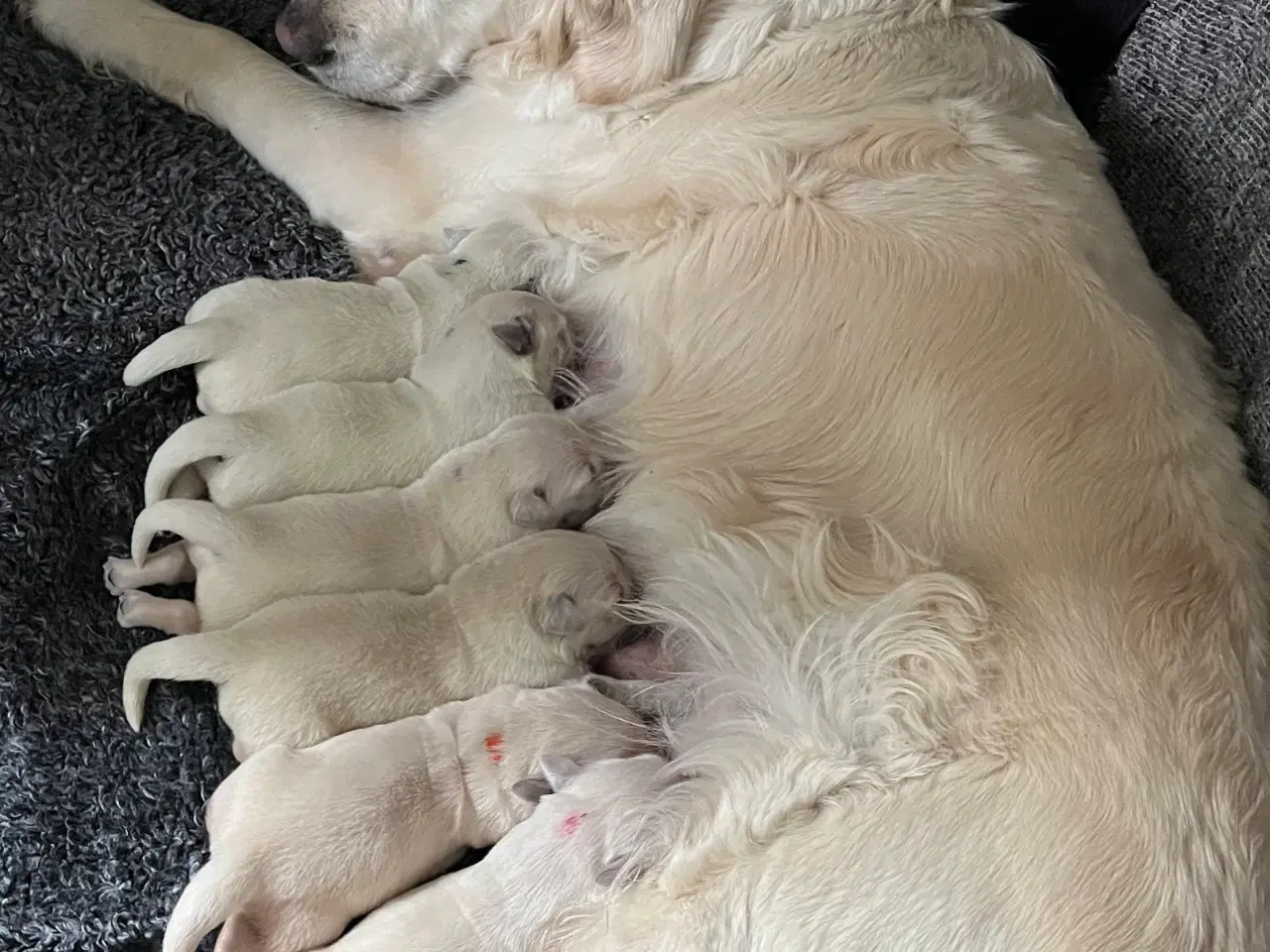 Billede 1 - Golden Retriever hvalpe