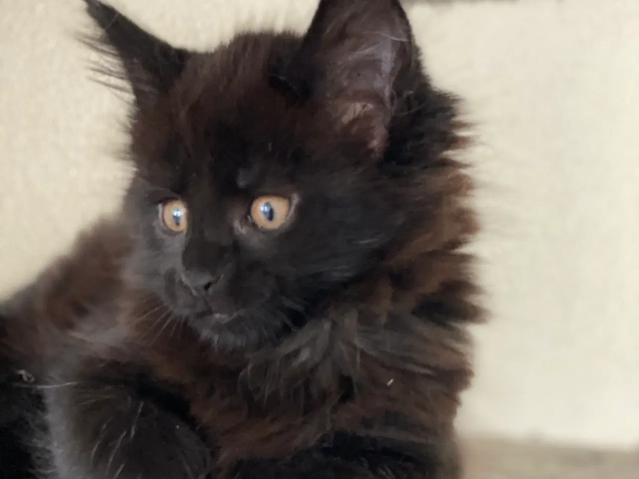 Billede 5 - Maine coon killinger
