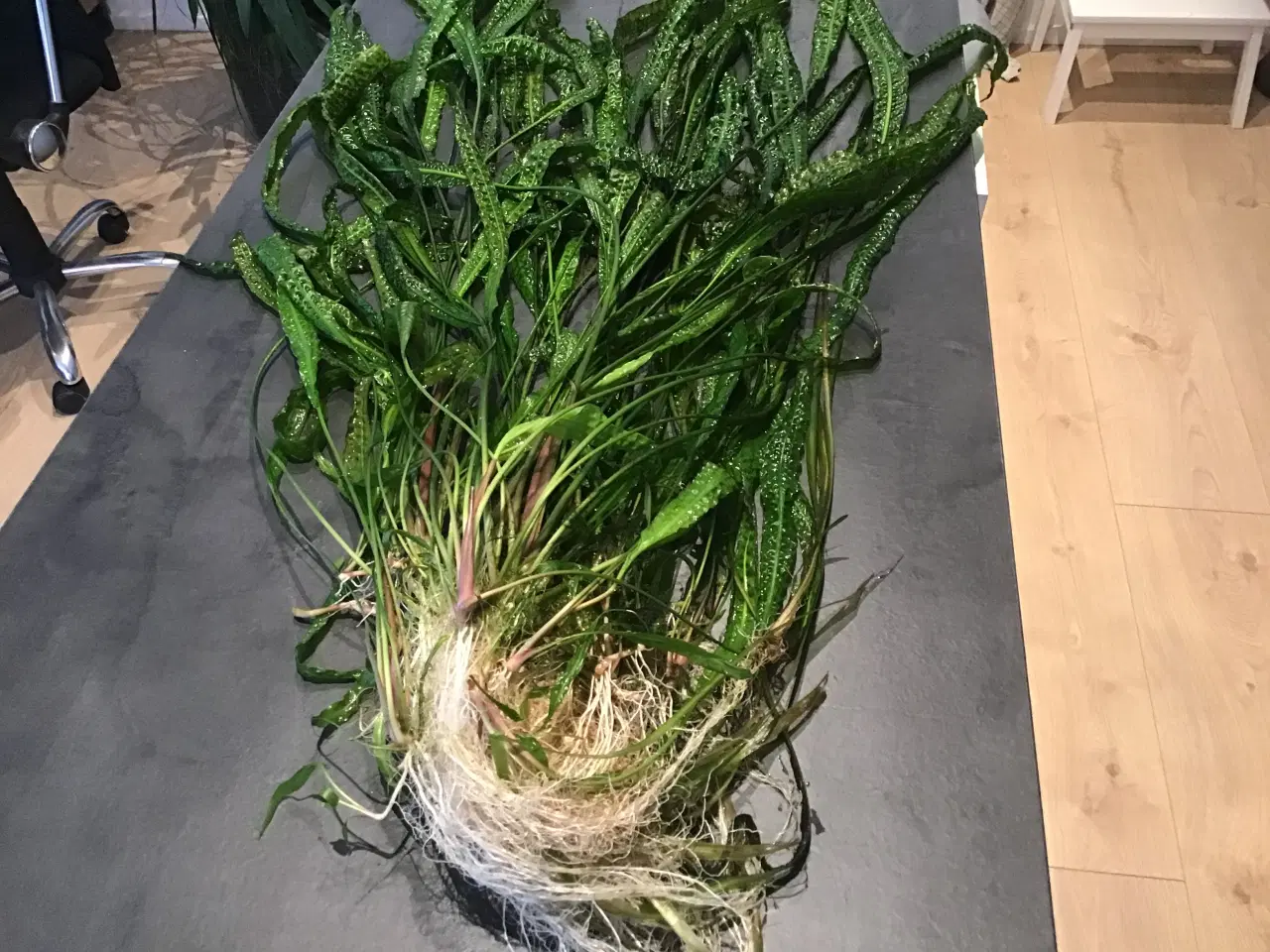 Billede 3 - Moderplante af hammerslåede cryptocryne